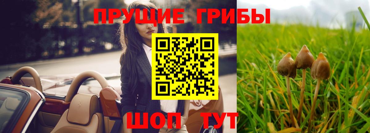 Галлюциногенные грибы GOLDEN TEACHER  Псилоцибиновые грибы GOLDEN TEACHER  Вход с VPN  Махачкала 